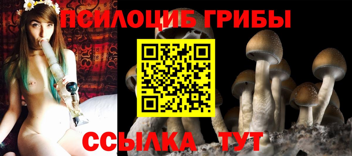 Псилоцибиновые грибы Cubensis  Вход с VPN  Борисоглебск 
